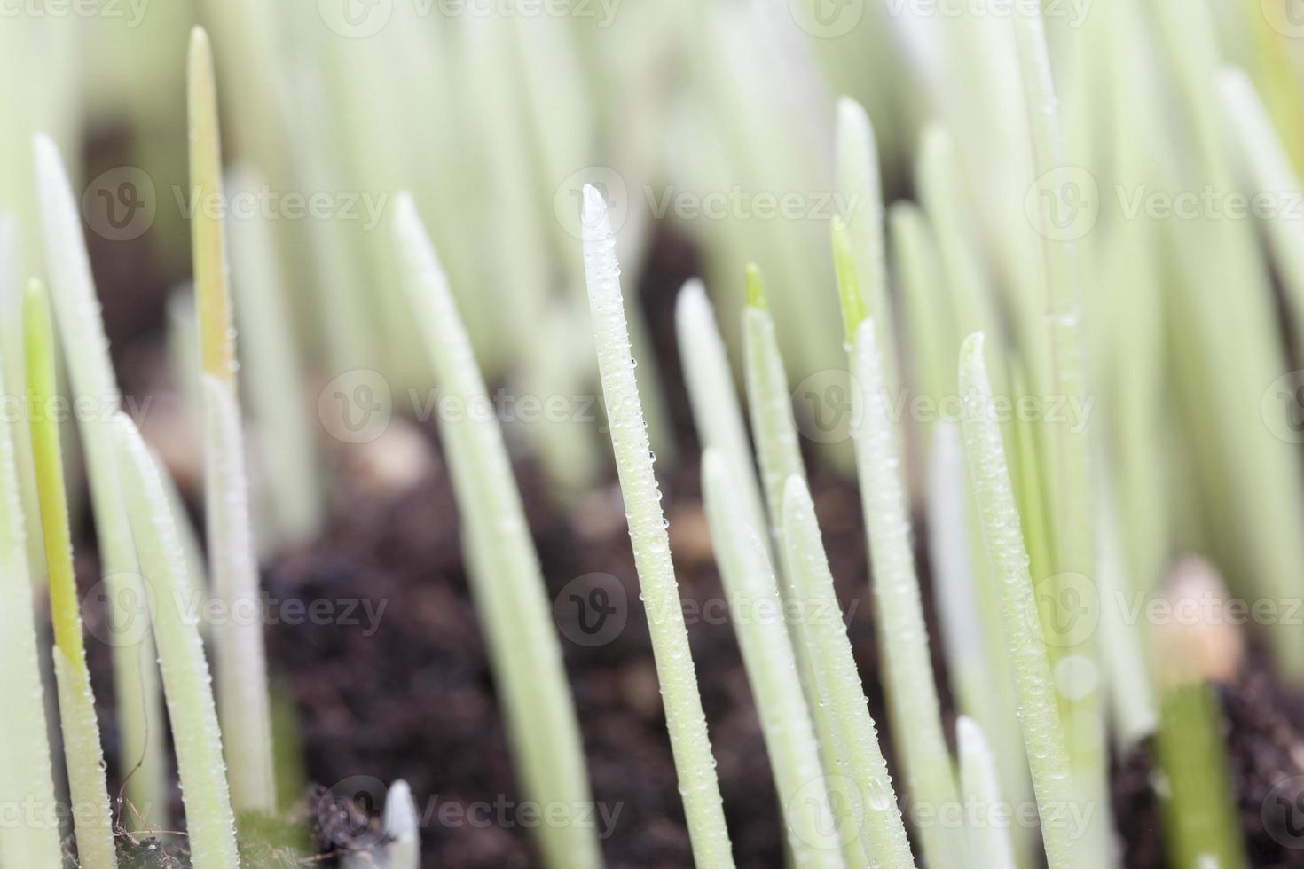drop water and wheat photo