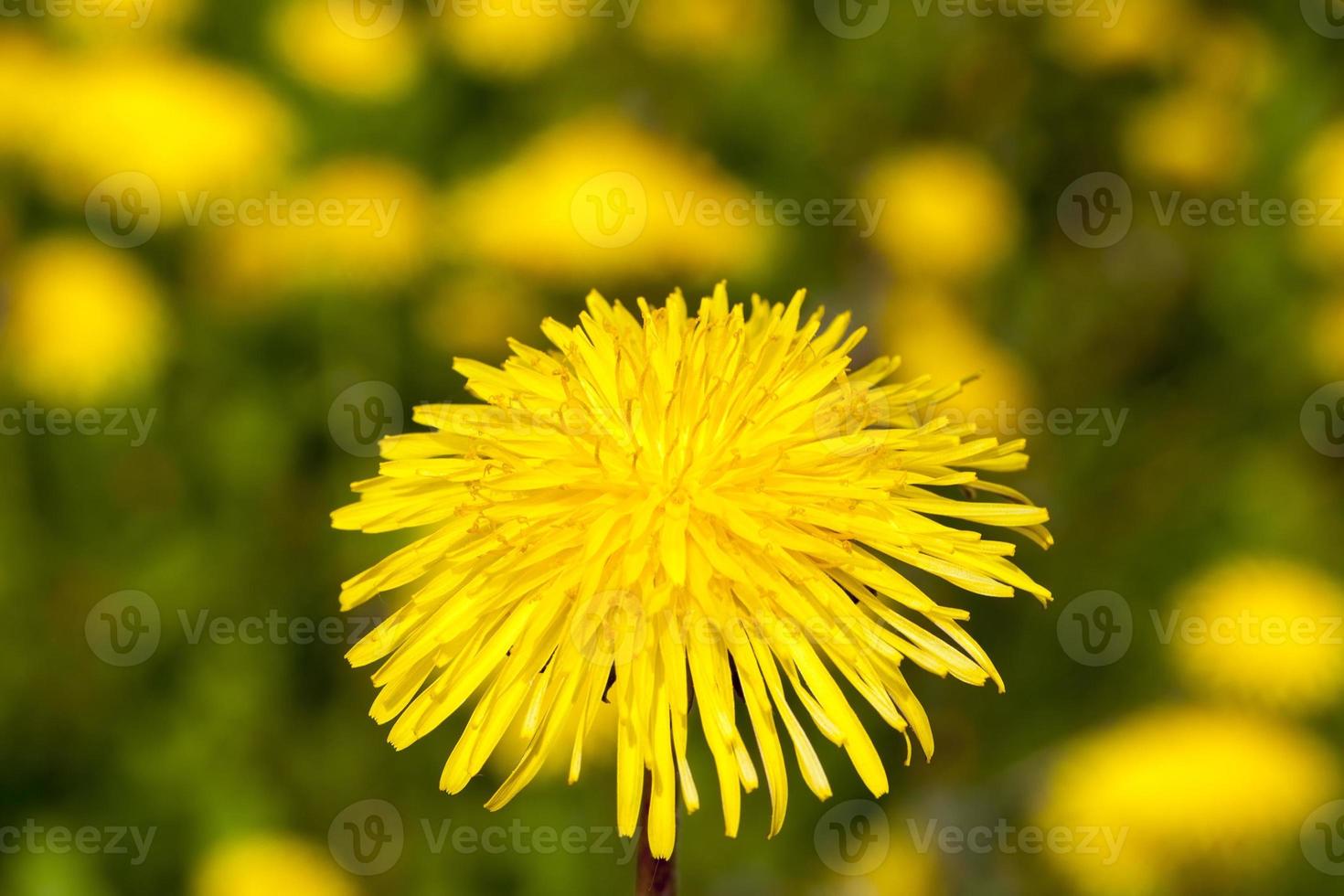 one yellow dandelion photo