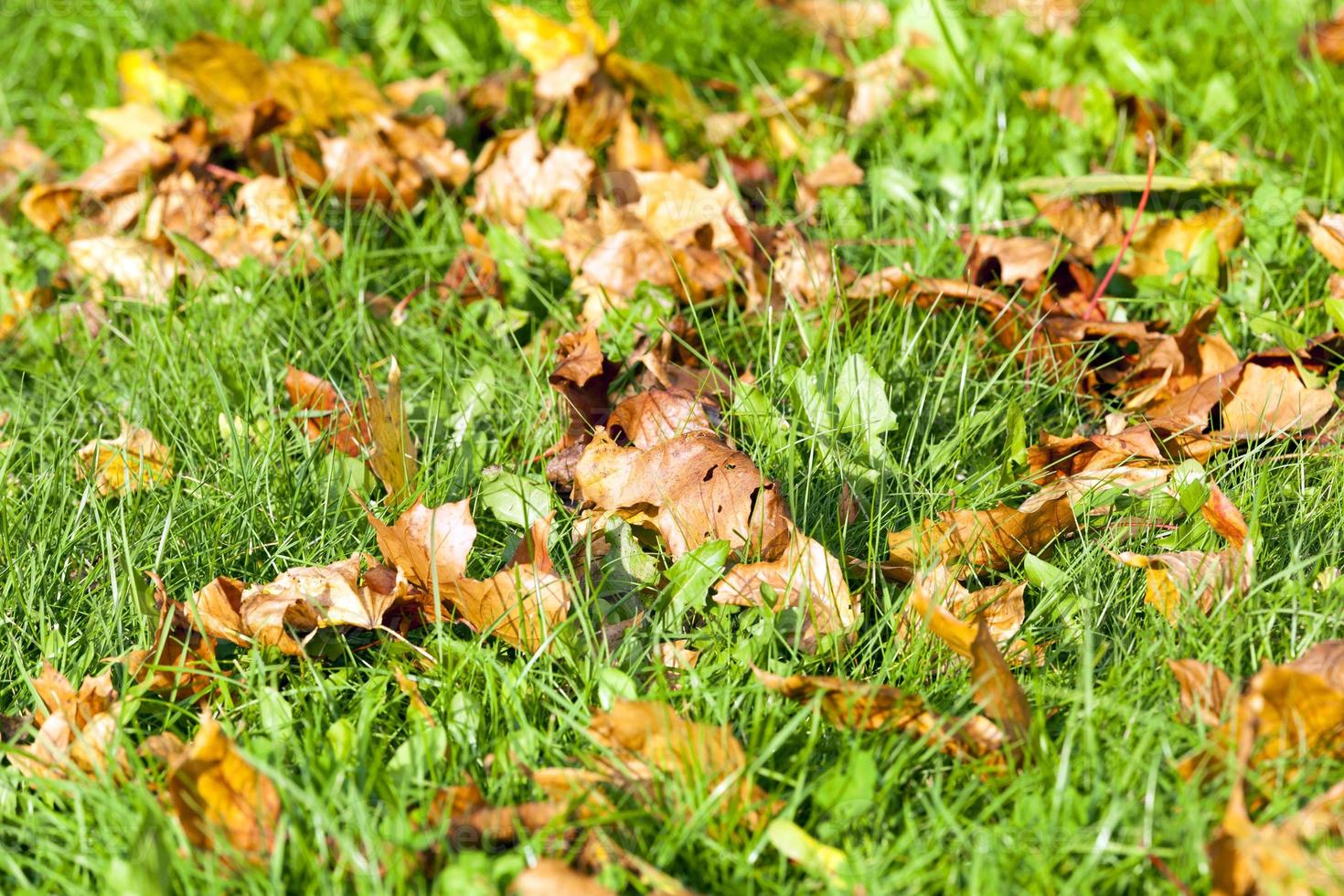 foliage of maple photo