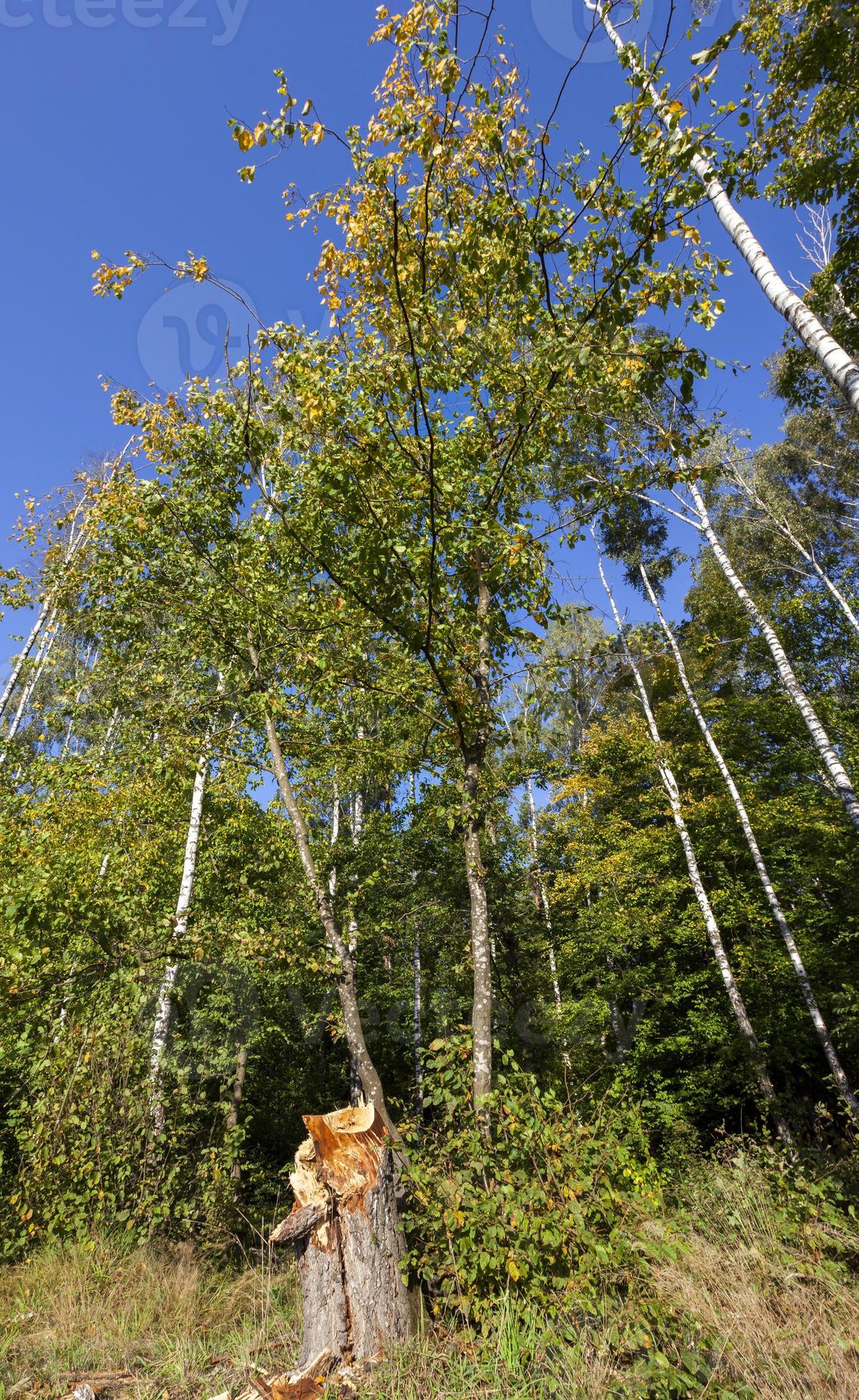 mixed deciduous forest 9709259 Stock Photo at Vecteezy