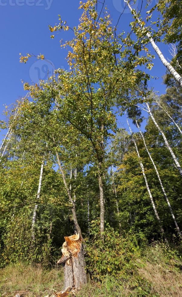 mixed deciduous forest photo