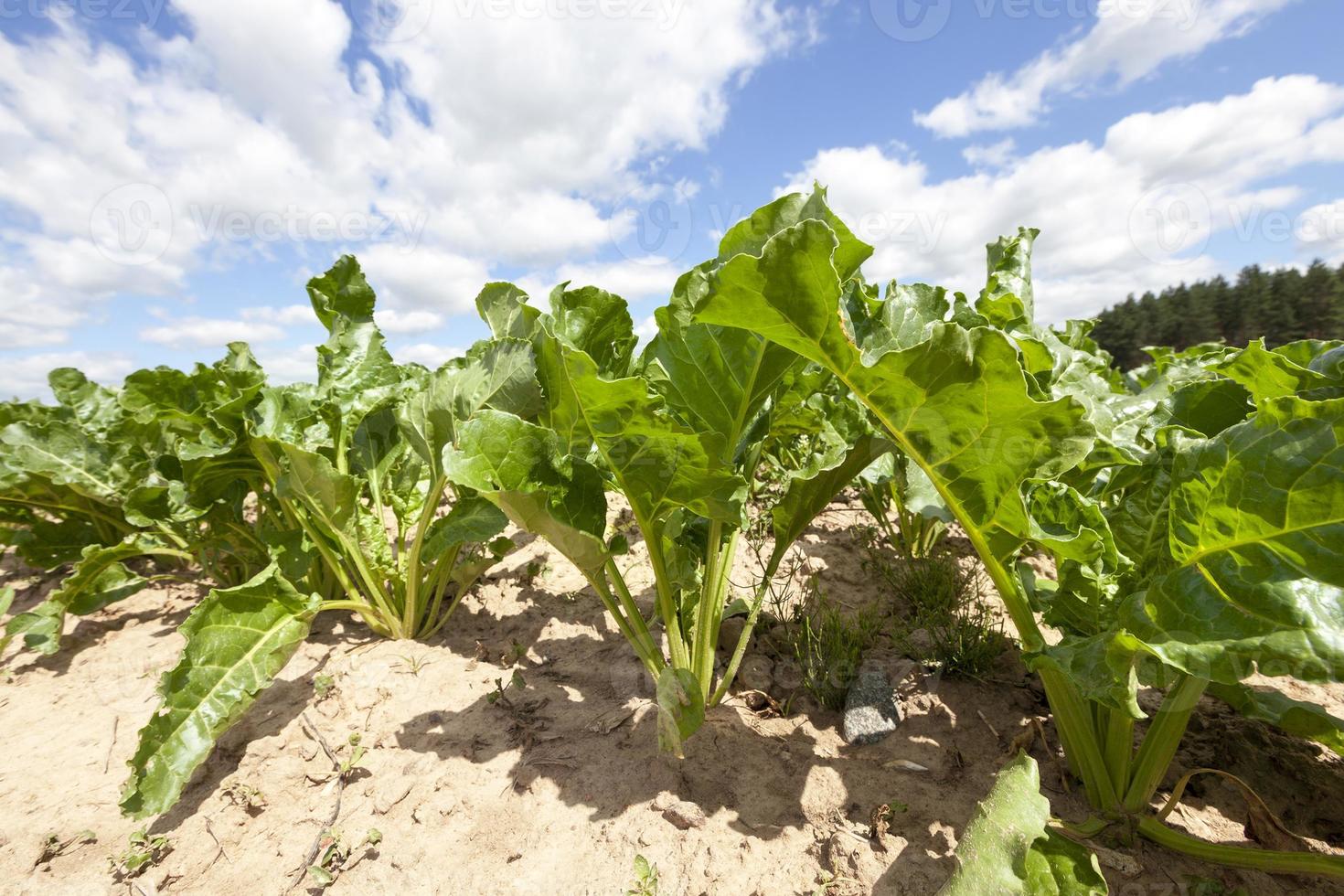 beet field, close up photo