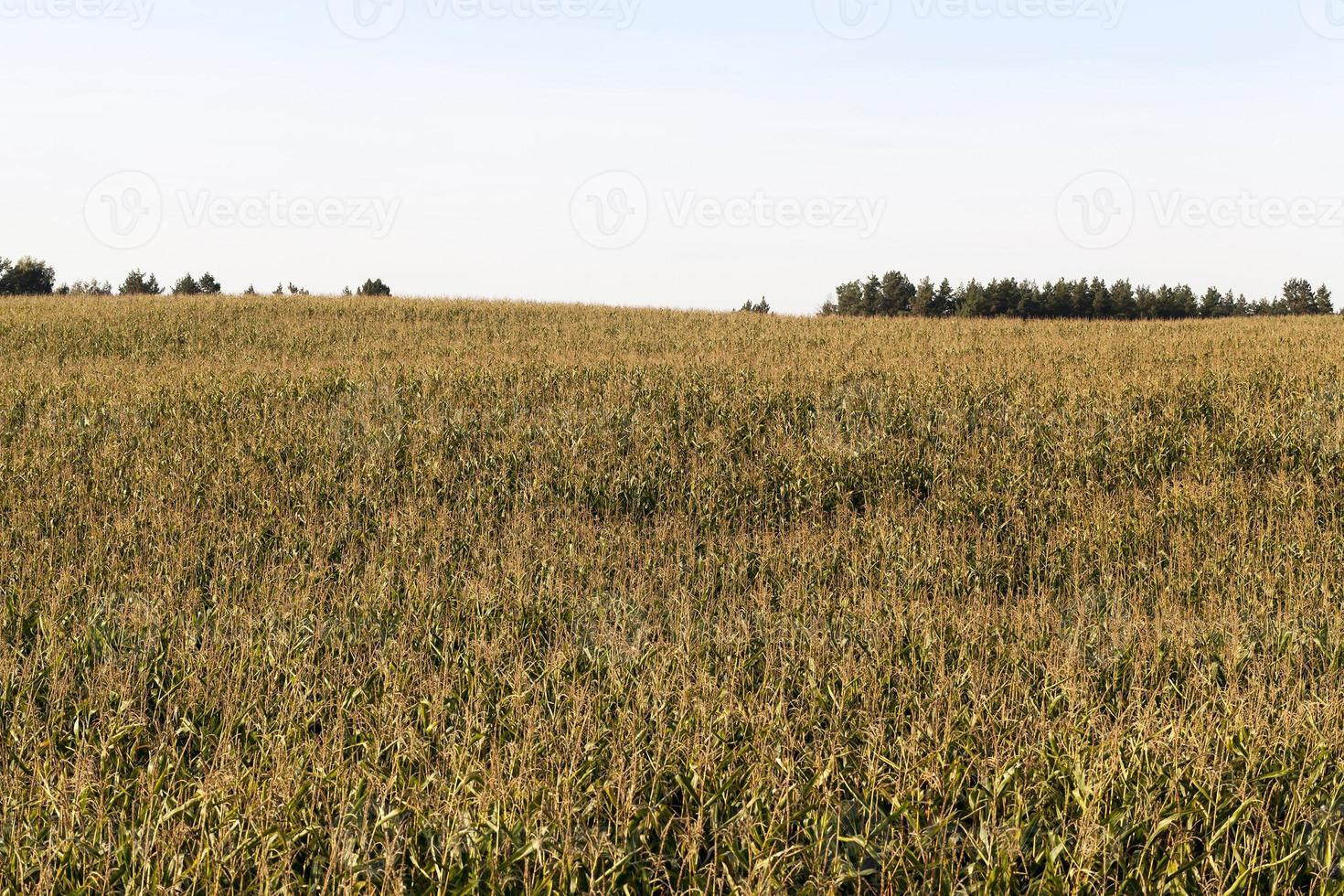 paisaje de maíz, campo foto