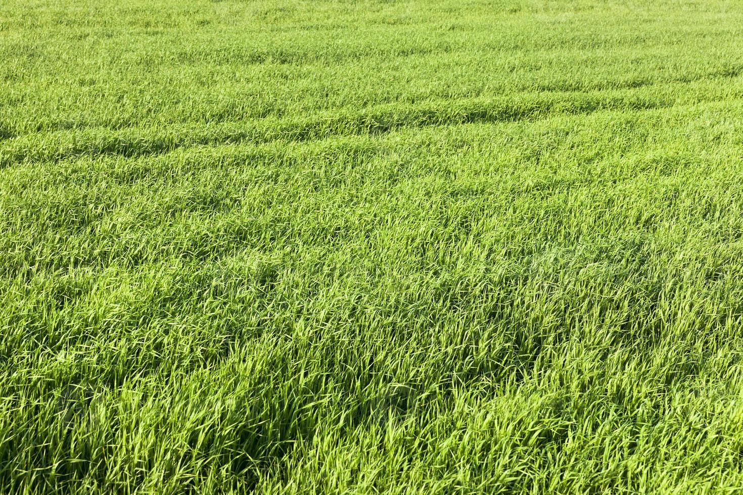 beautiful green grass photo