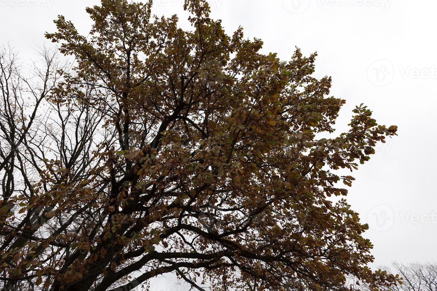 dark oak leaves photo