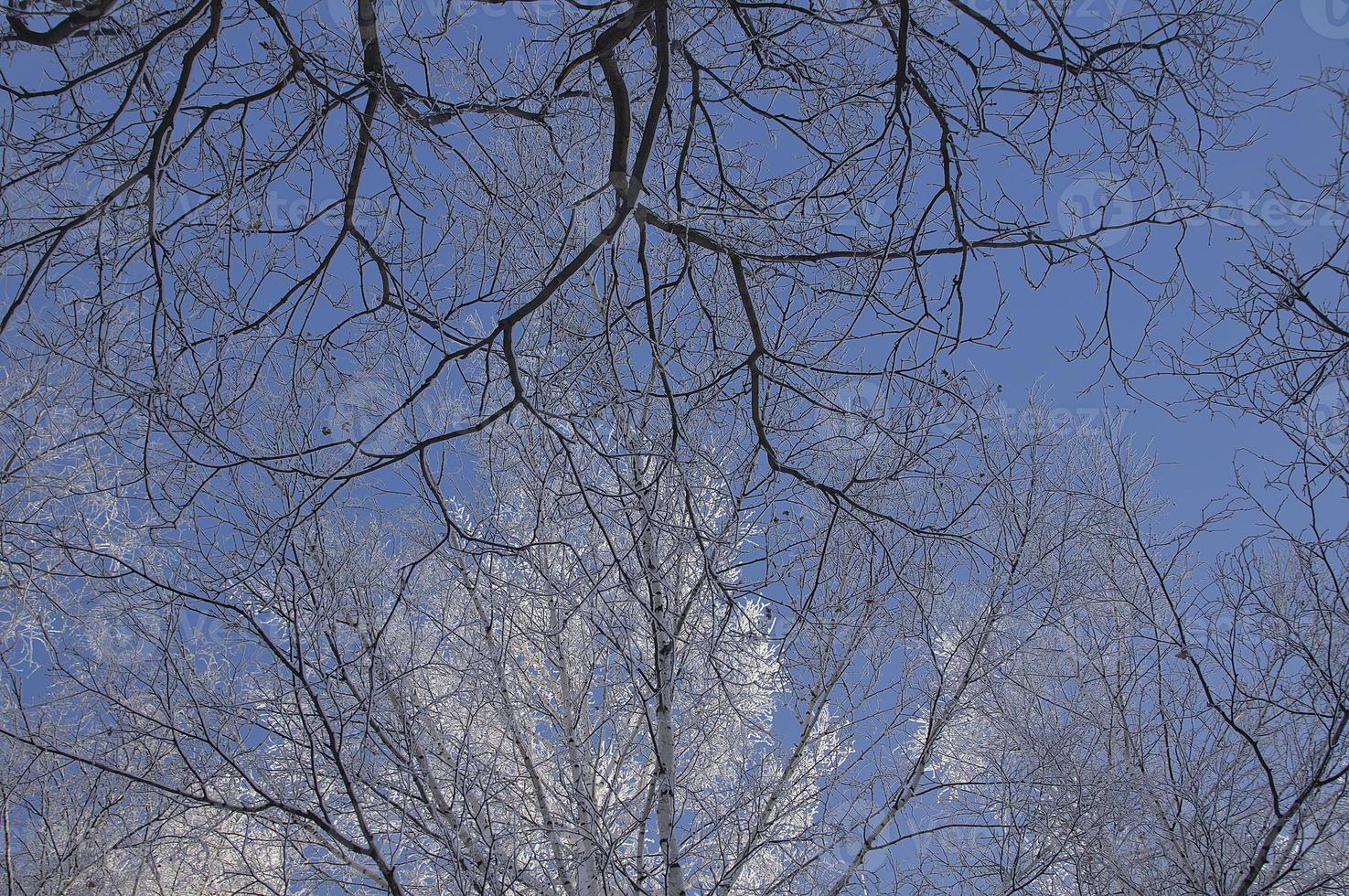 sparks of sunlight in the frosty air during a walk in the winter park on frosty days photo