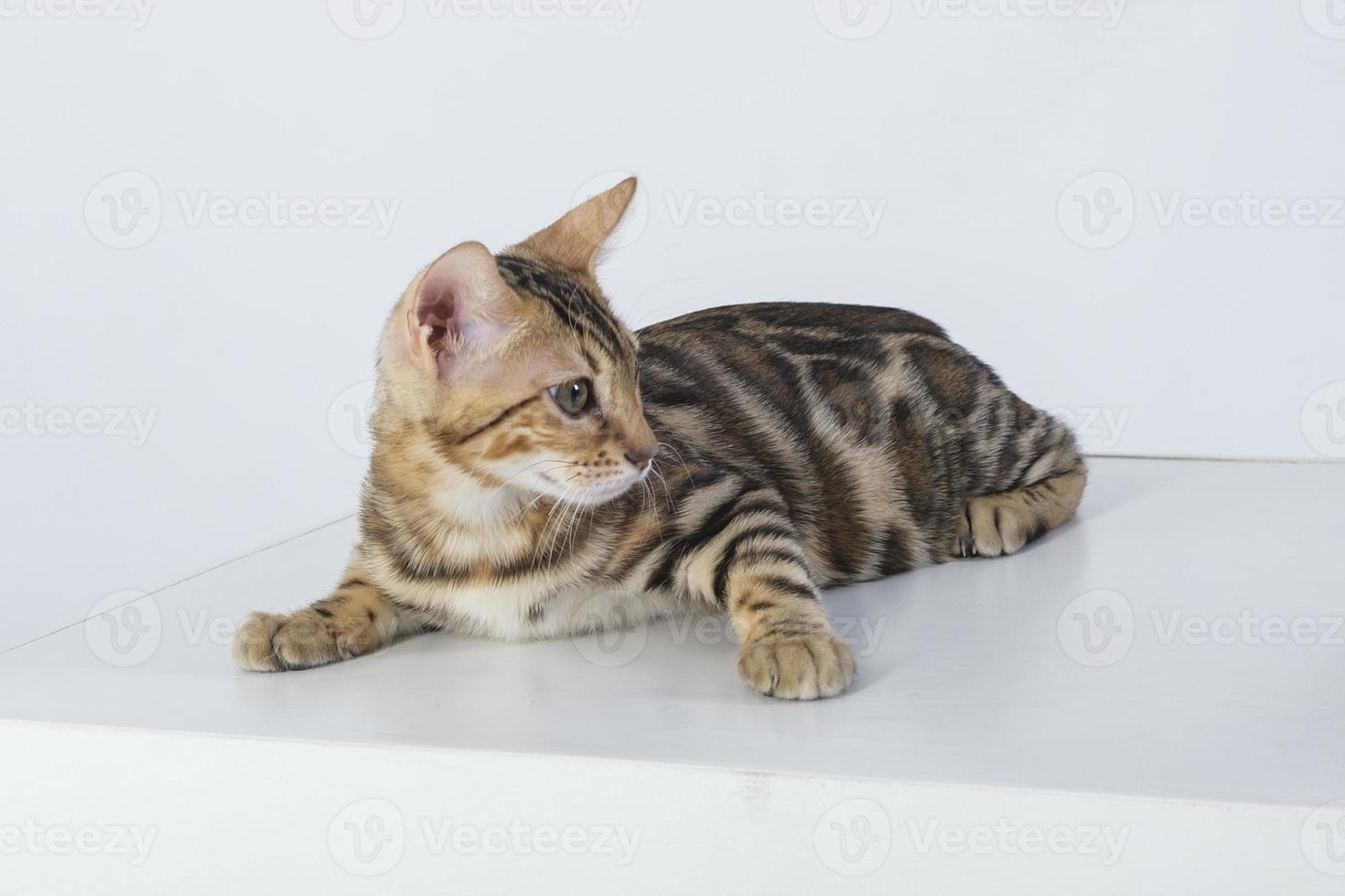 charming bengal cat posing in a photo studio