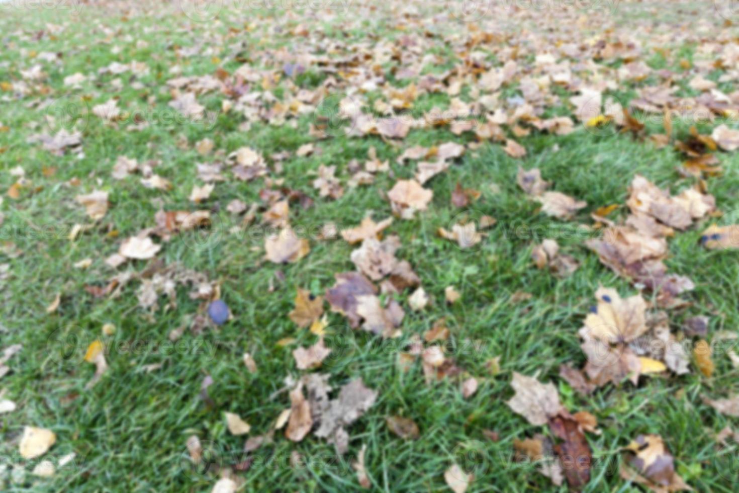 old autumn foliage photo