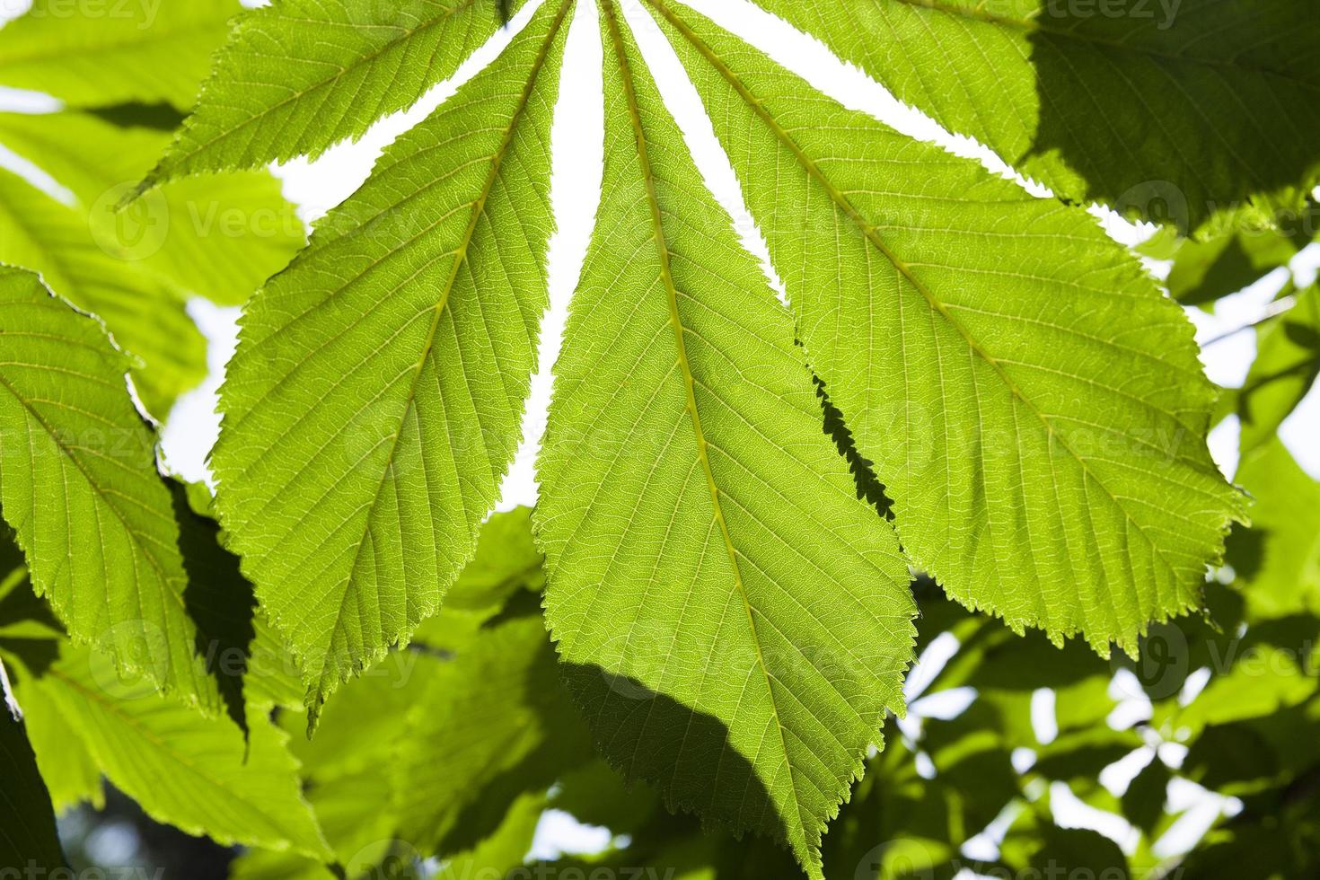 green leaf chestnut photo