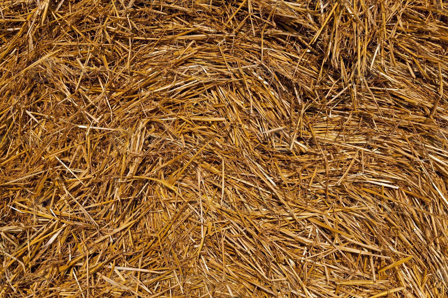 Field of cereal in the summer photo