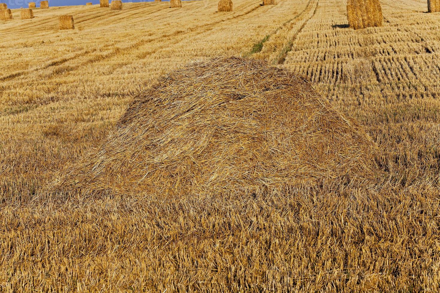 cosecha de cereales, l campo foto