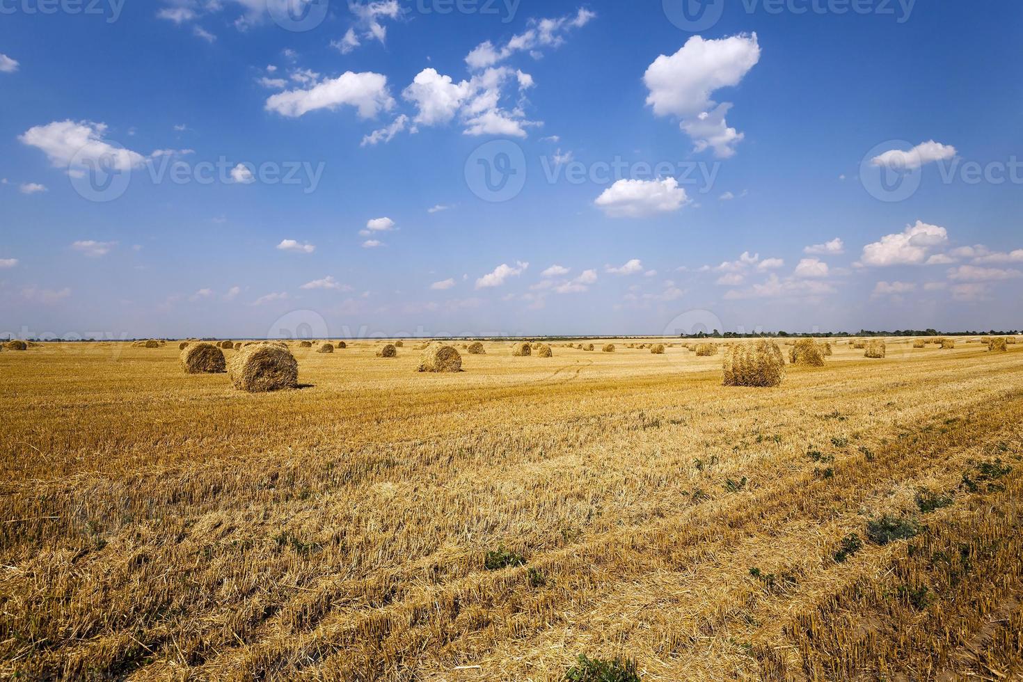 the agricultural field photo