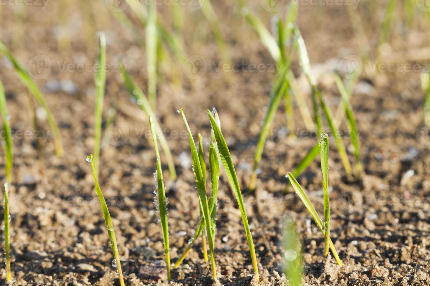 green shoots of wheat cereal photo