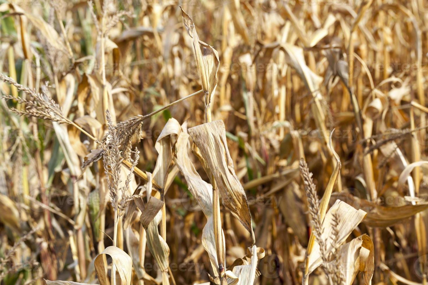 yellowed ripe corn photo