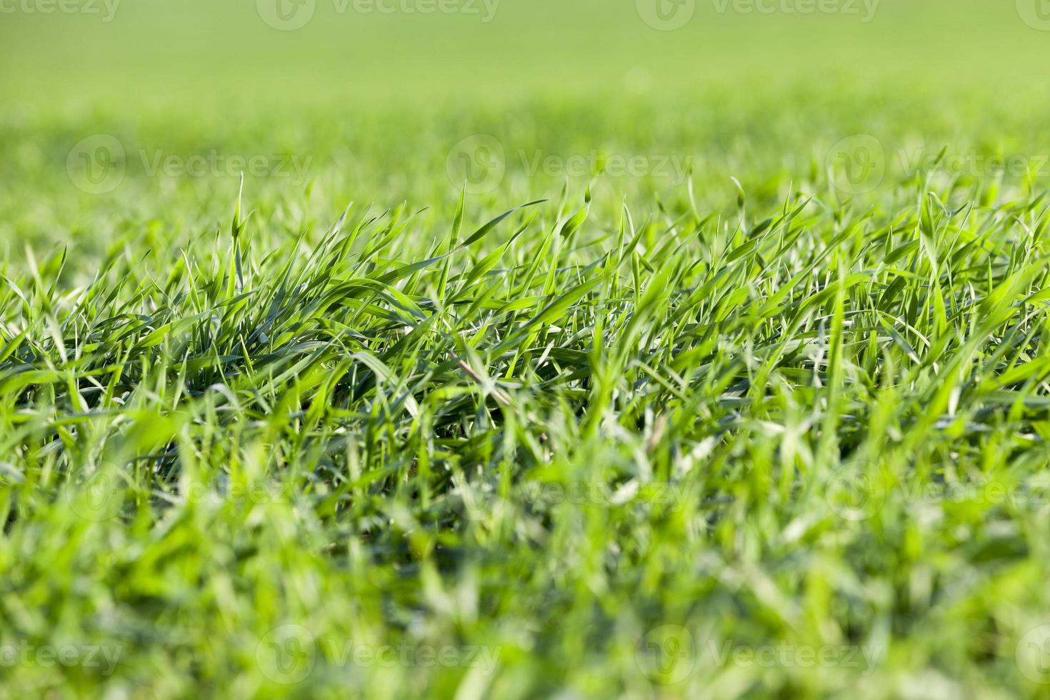 young grass plants, close-up photo