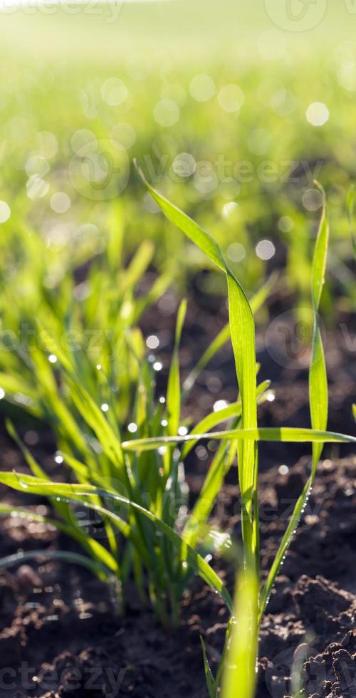 green wet grass photo
