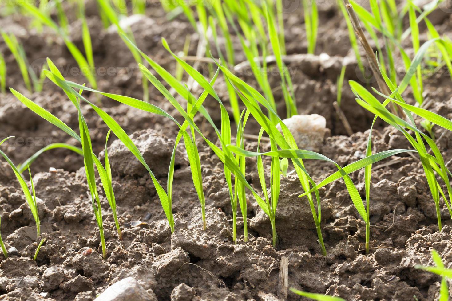 wheat green sprouts photo