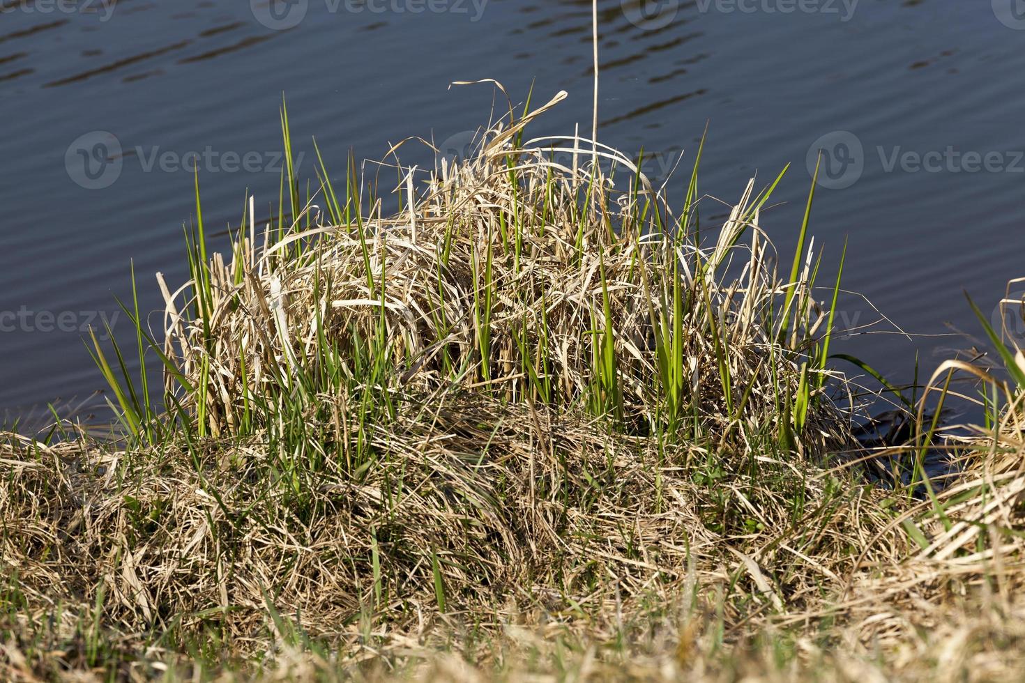 old dry grass photo