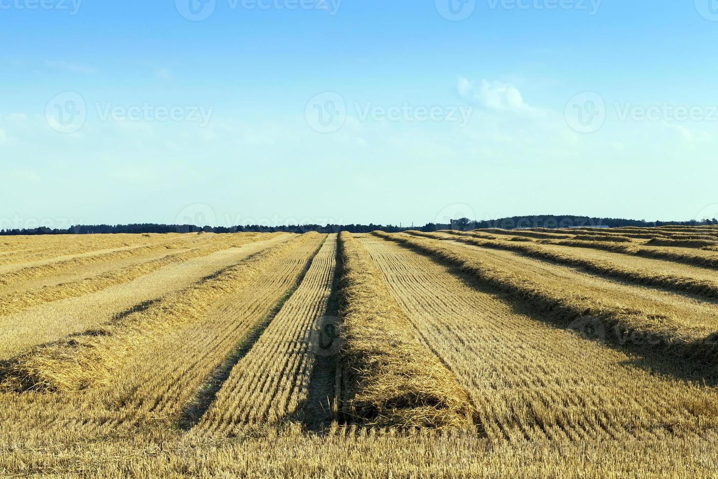 after harvesting grain photo