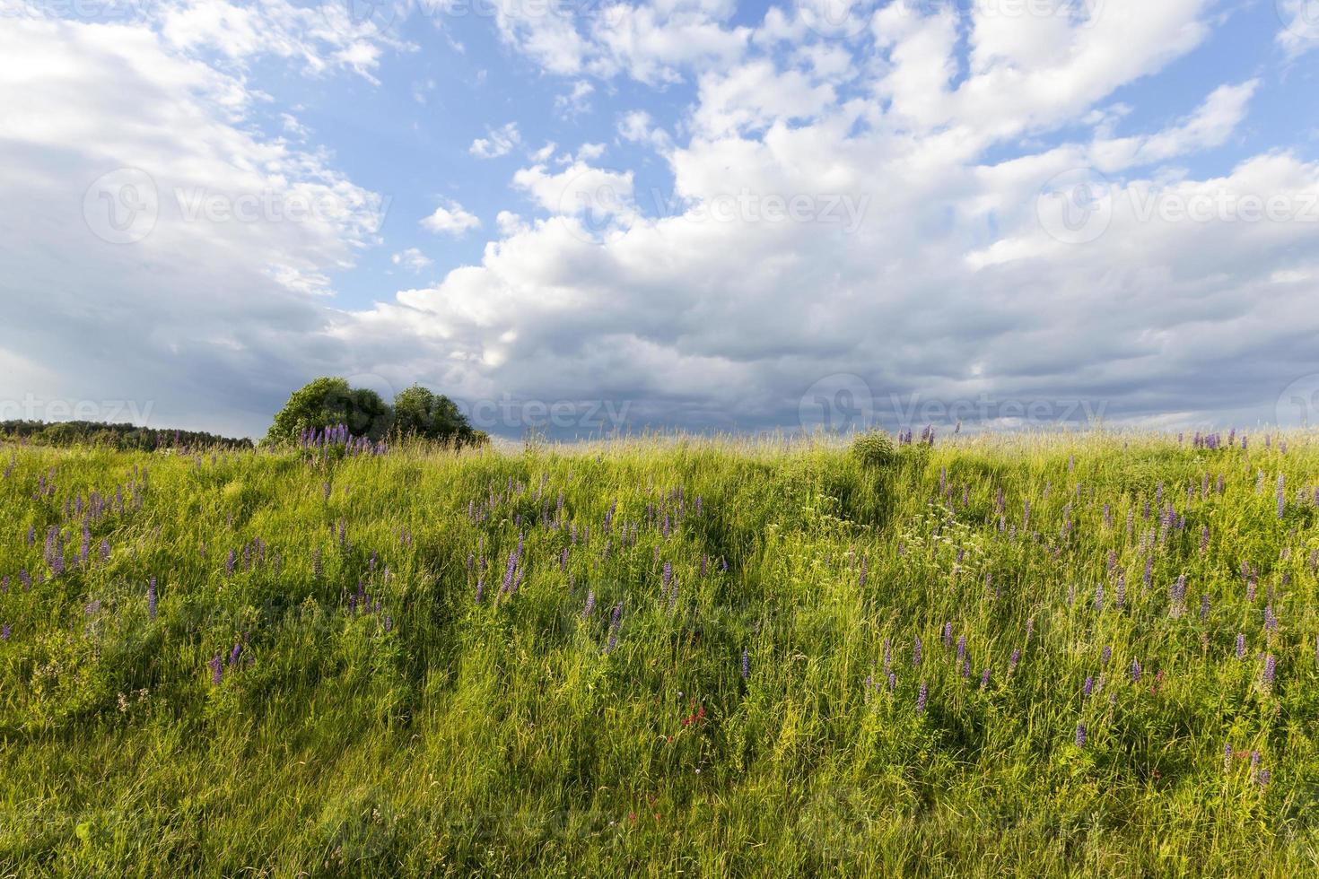 hill with grass photo