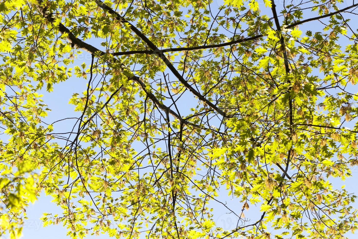 long oak branches photo