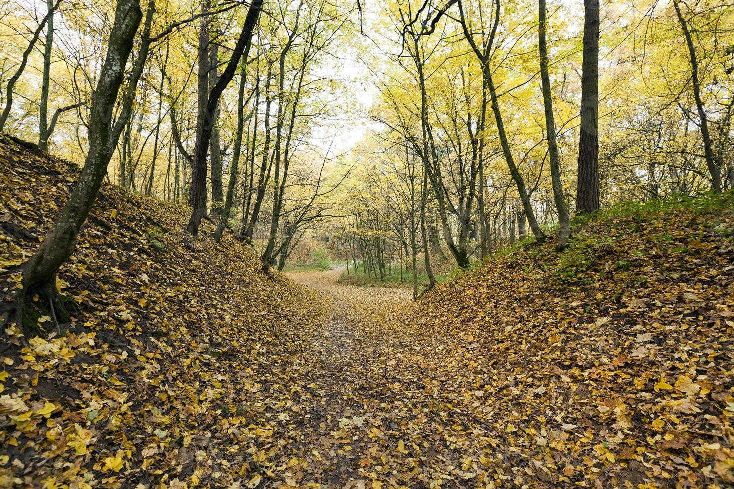 mixed deciduous forest 9709656 Stock Photo at Vecteezy