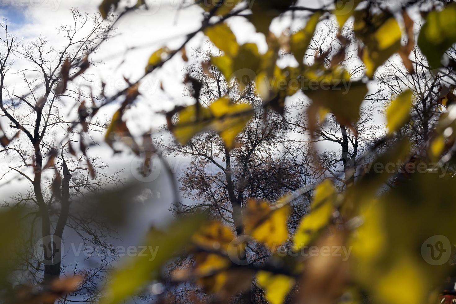 yellowed and darkened foliage photo