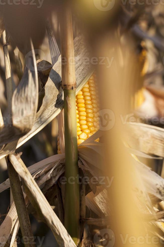 ripe solid corn photo