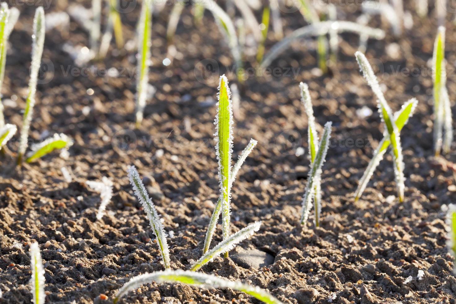 sprouts of barley photo