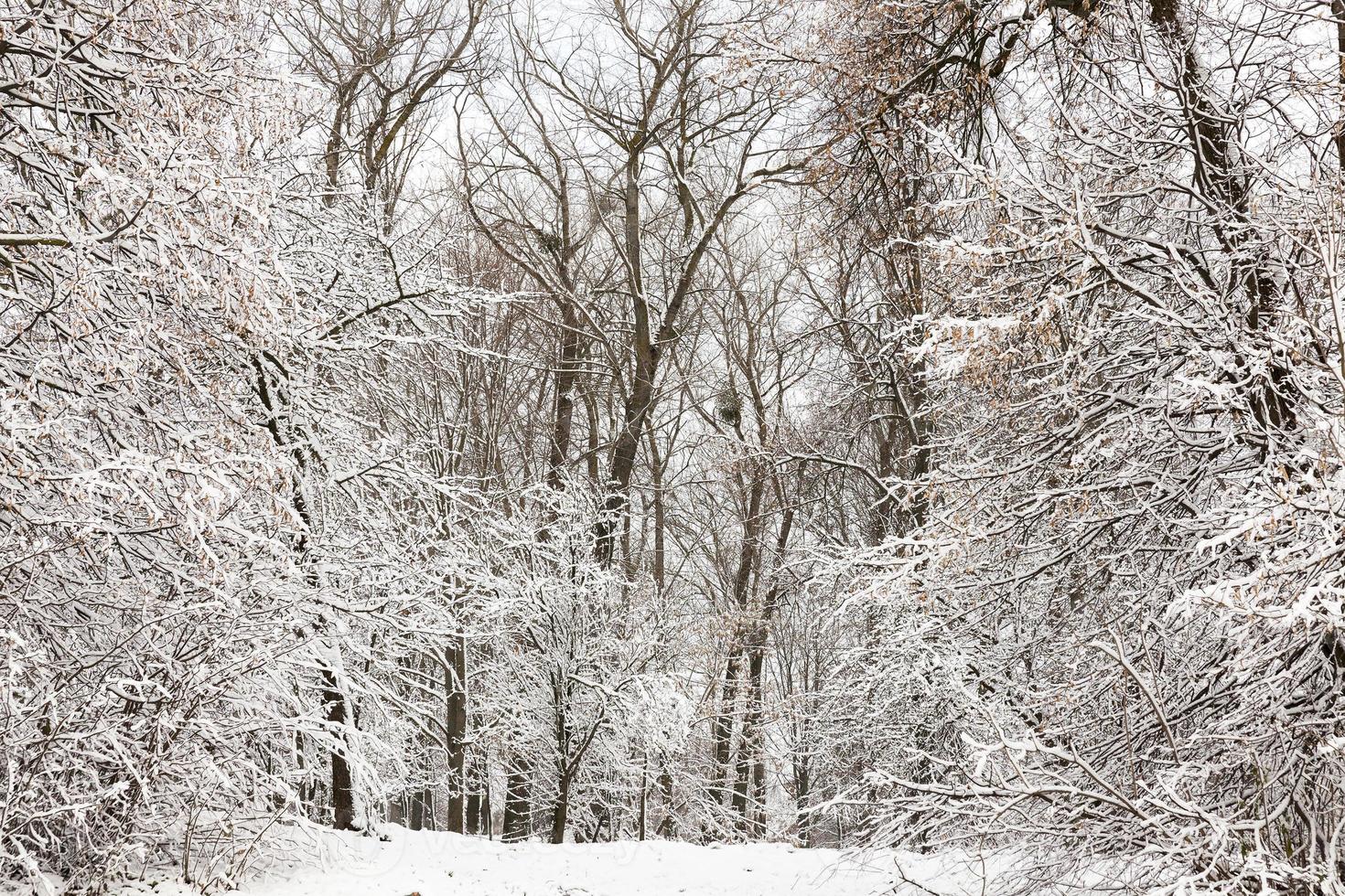árboles y arbustos cubiertos de nieve foto