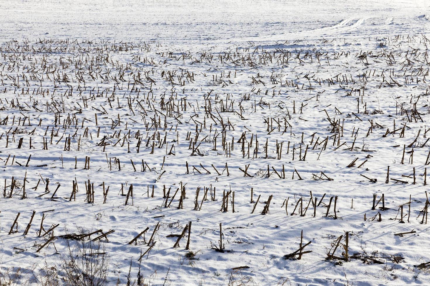 After snowfall, close up photo