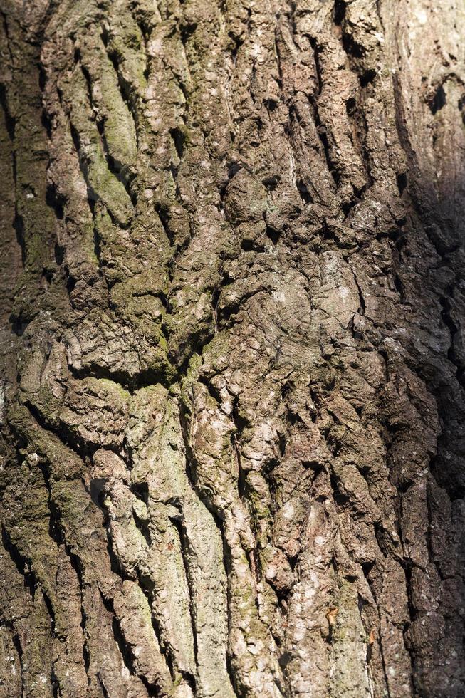 The bark, close up photo