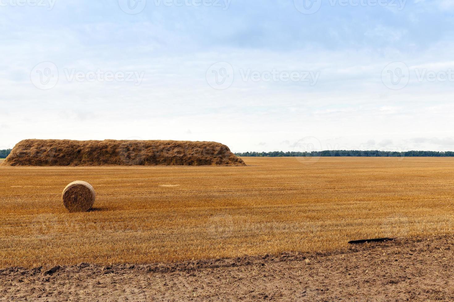 stack of wheat photo