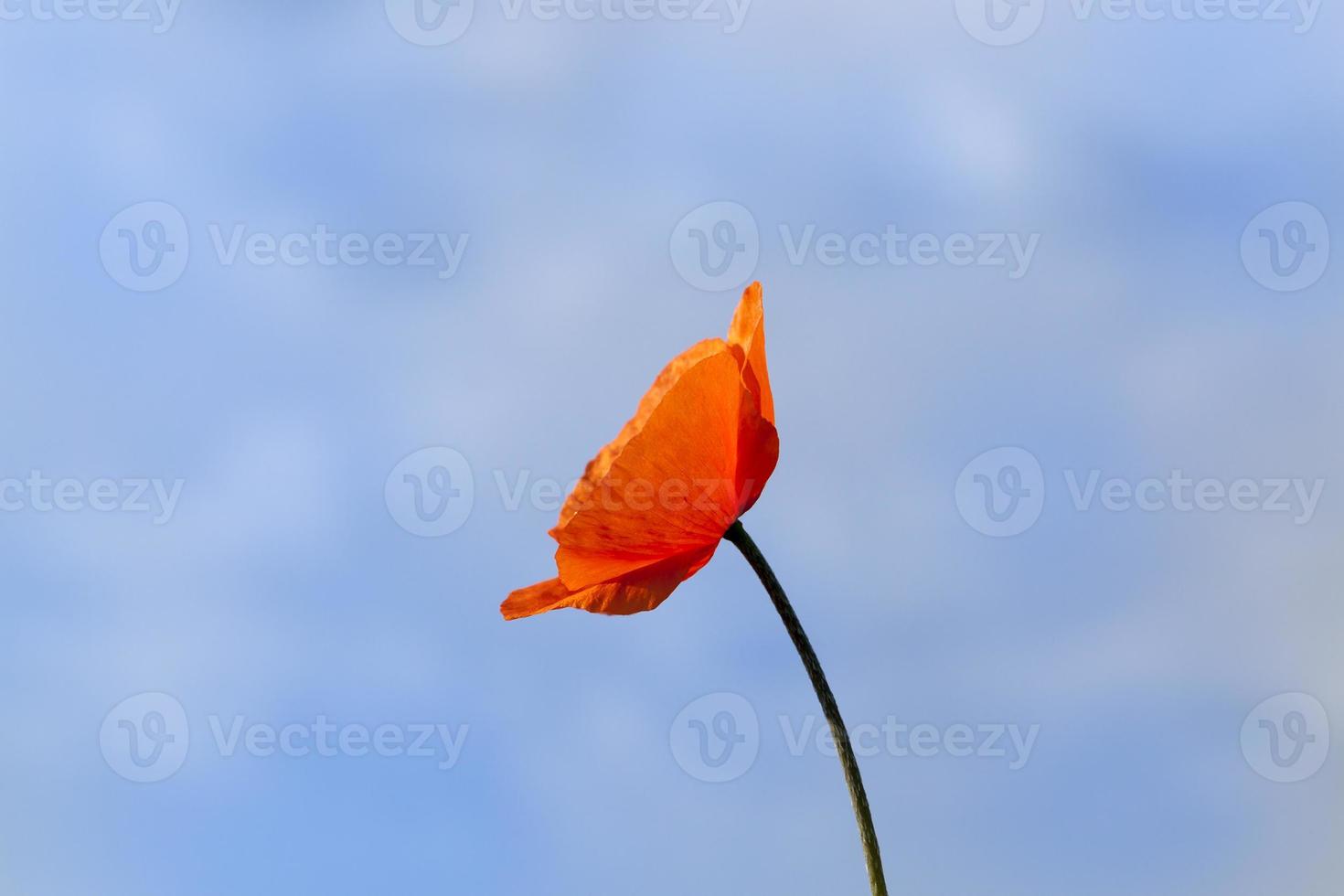 one red poppy flower photo