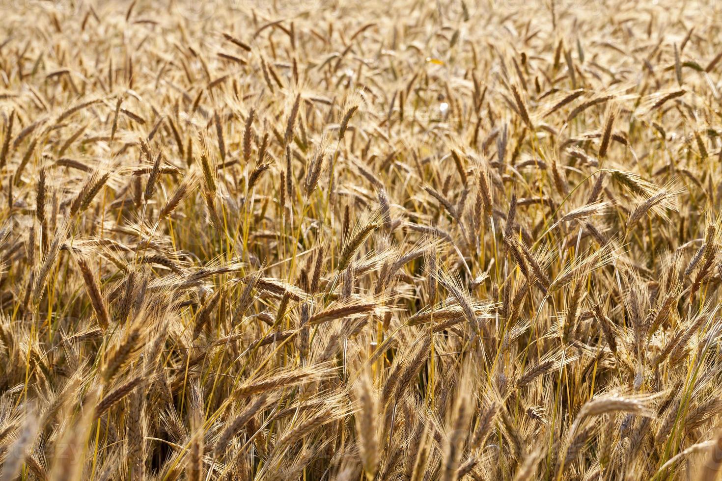 field with cereals photo