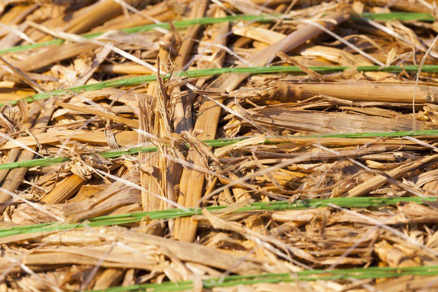 dry straw, close up photo