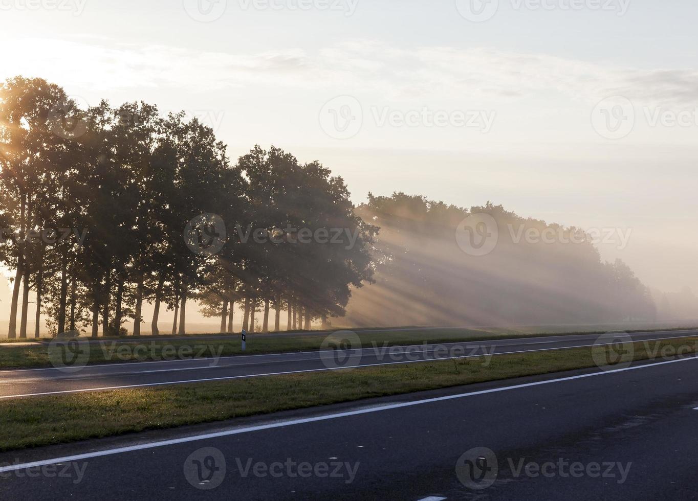 trees during dawn photo