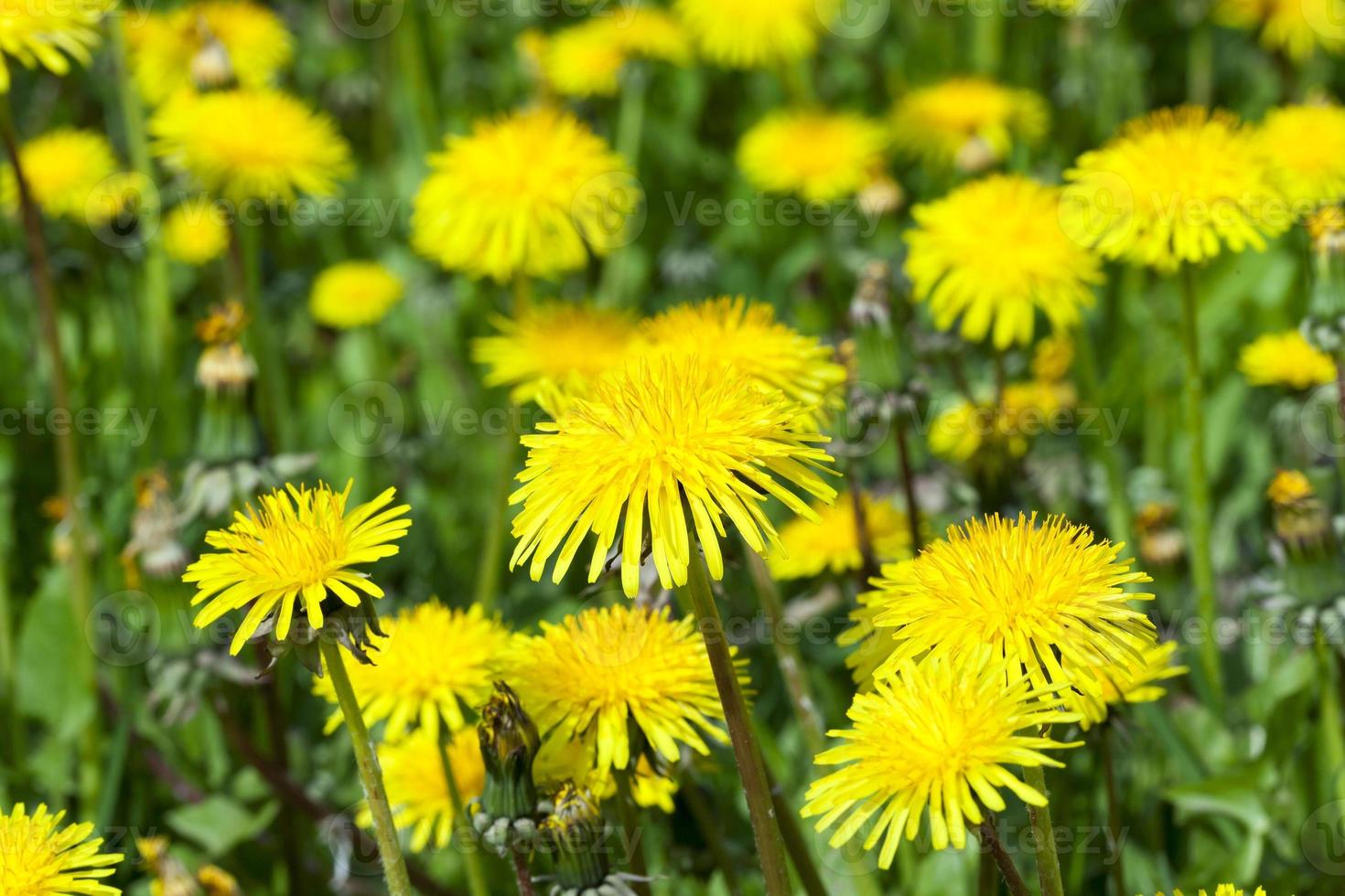 dandelion flower, close up photo