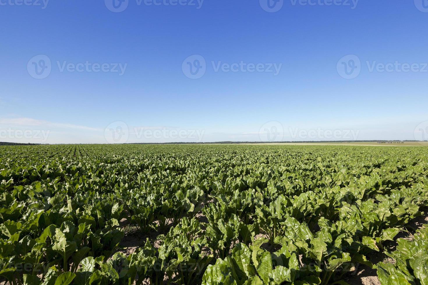 Field with sugar beet photo