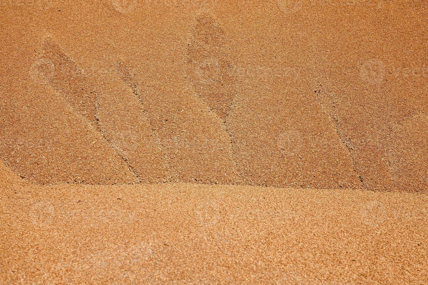 heap of wheat grains photo