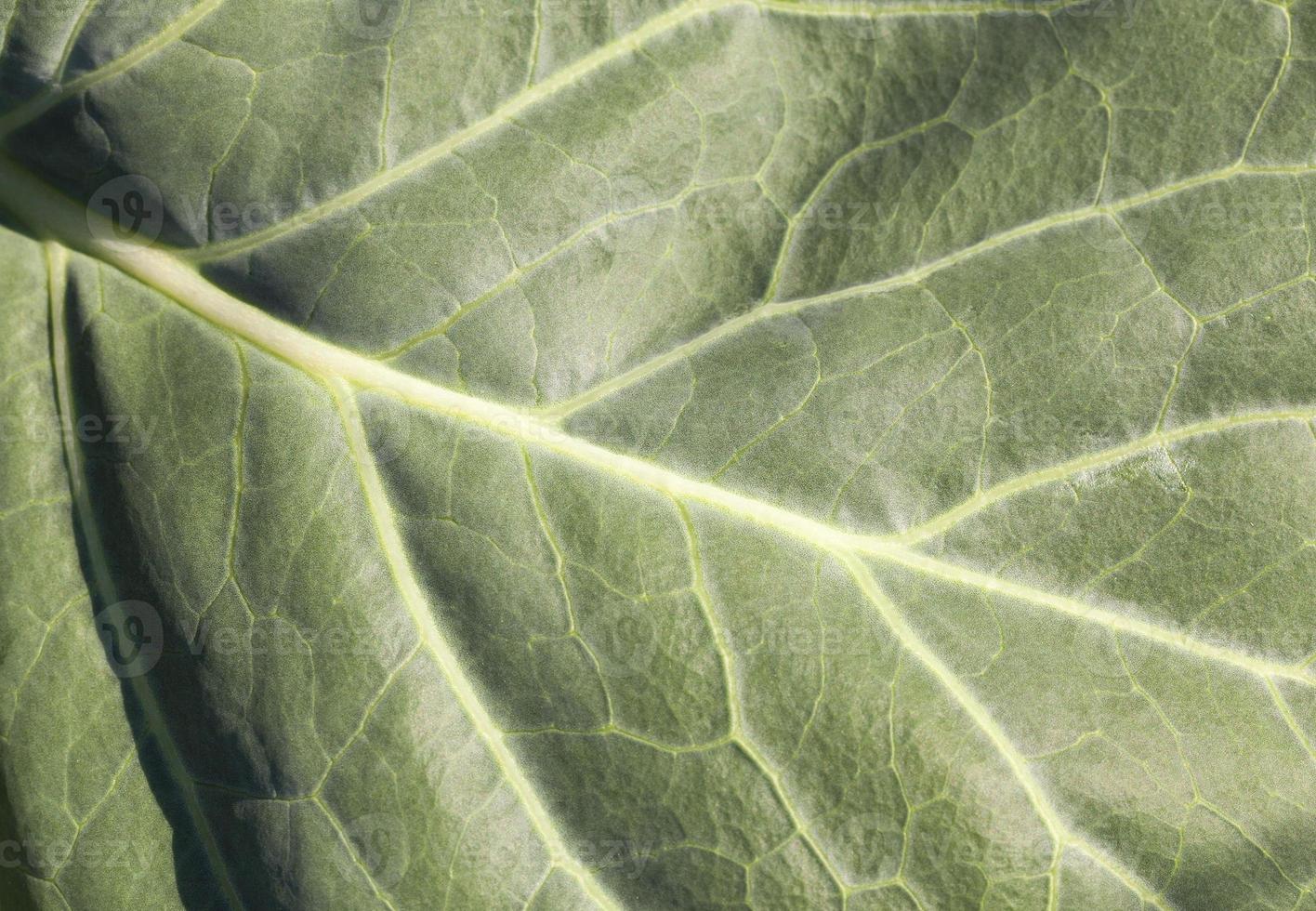 green cabbage leaf 9710073 Stock Photo at Vecteezy