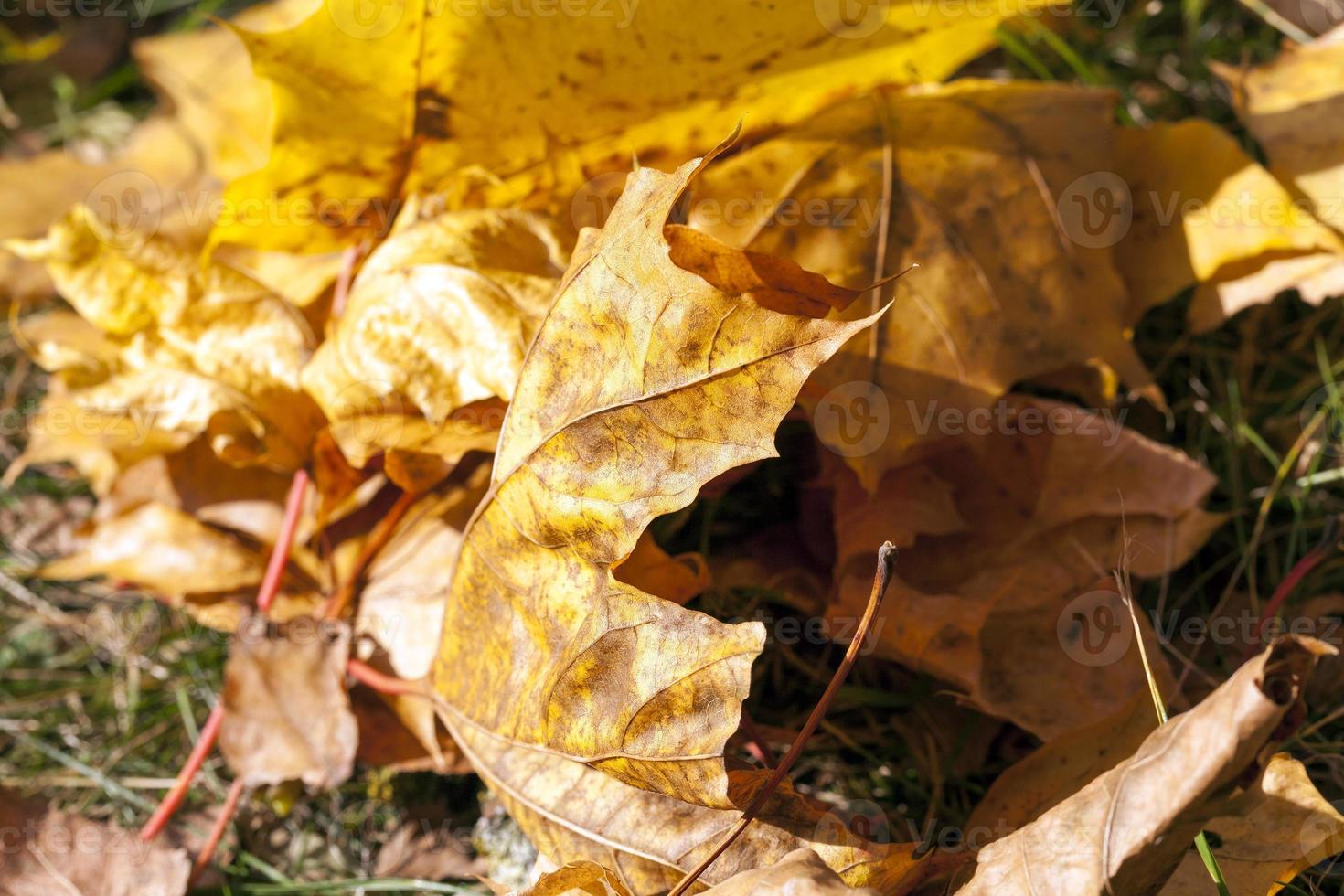 The fallen maple leaves photo