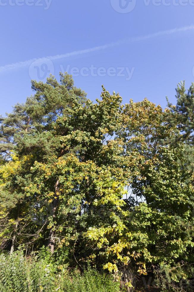 trees autumn, close up photo