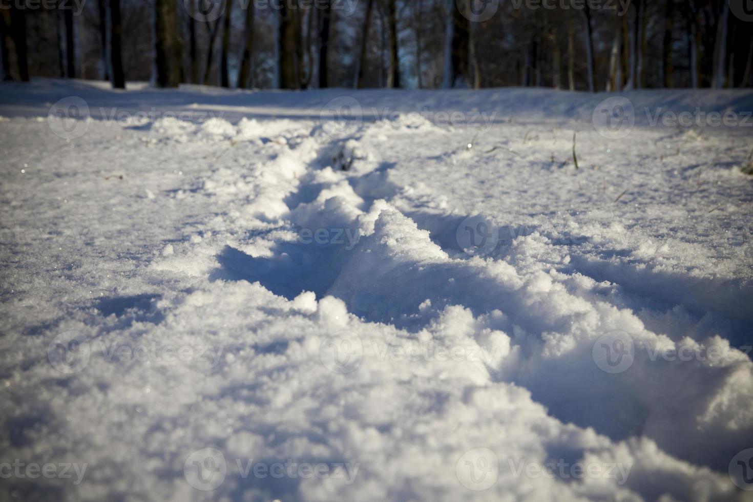 After snowfall, field photo