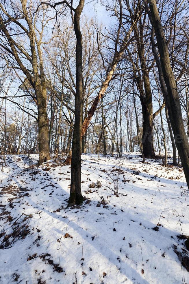 ventisqueros en invierno foto