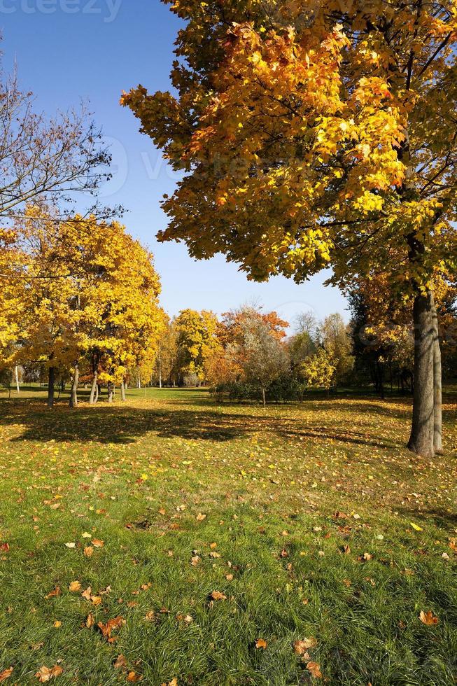 bosque de otoño, bielorrusia foto