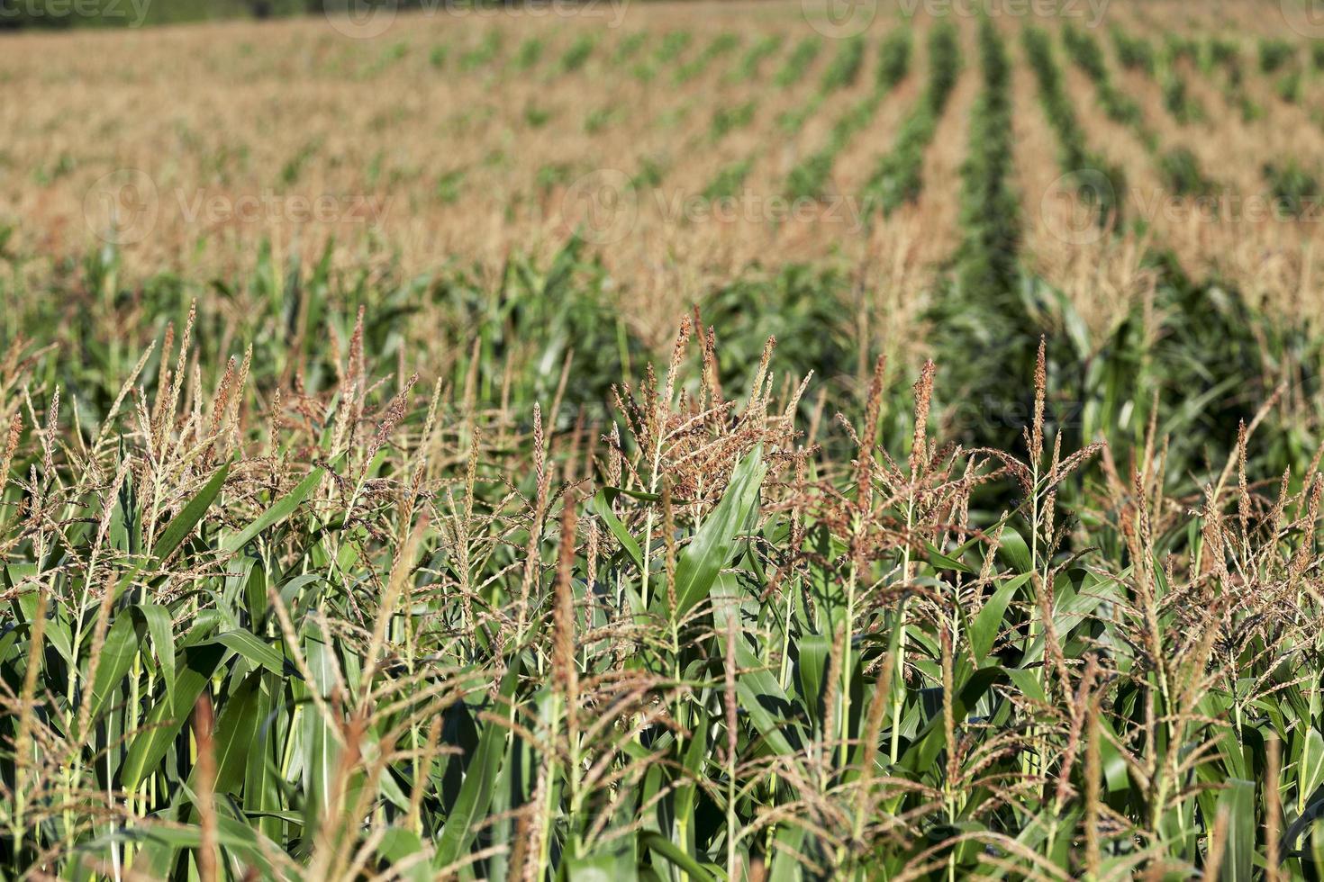 Corn field, summer photo