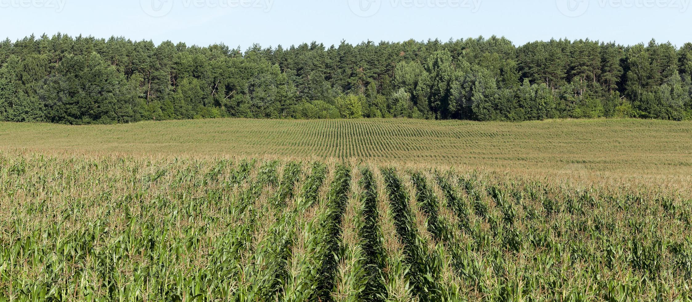 Corn field, summer time photo