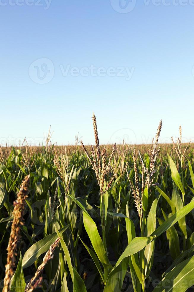 campo con maiz foto