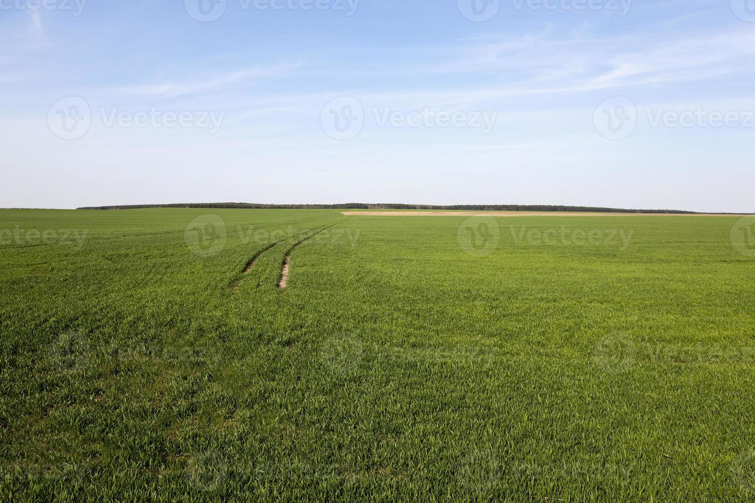 wheat germ in the agricultural field photo